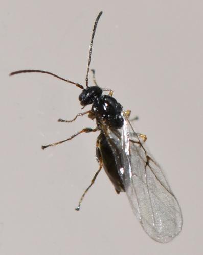Neuroterus sp.